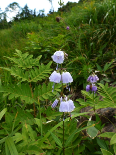 至仏山201308196.jpg