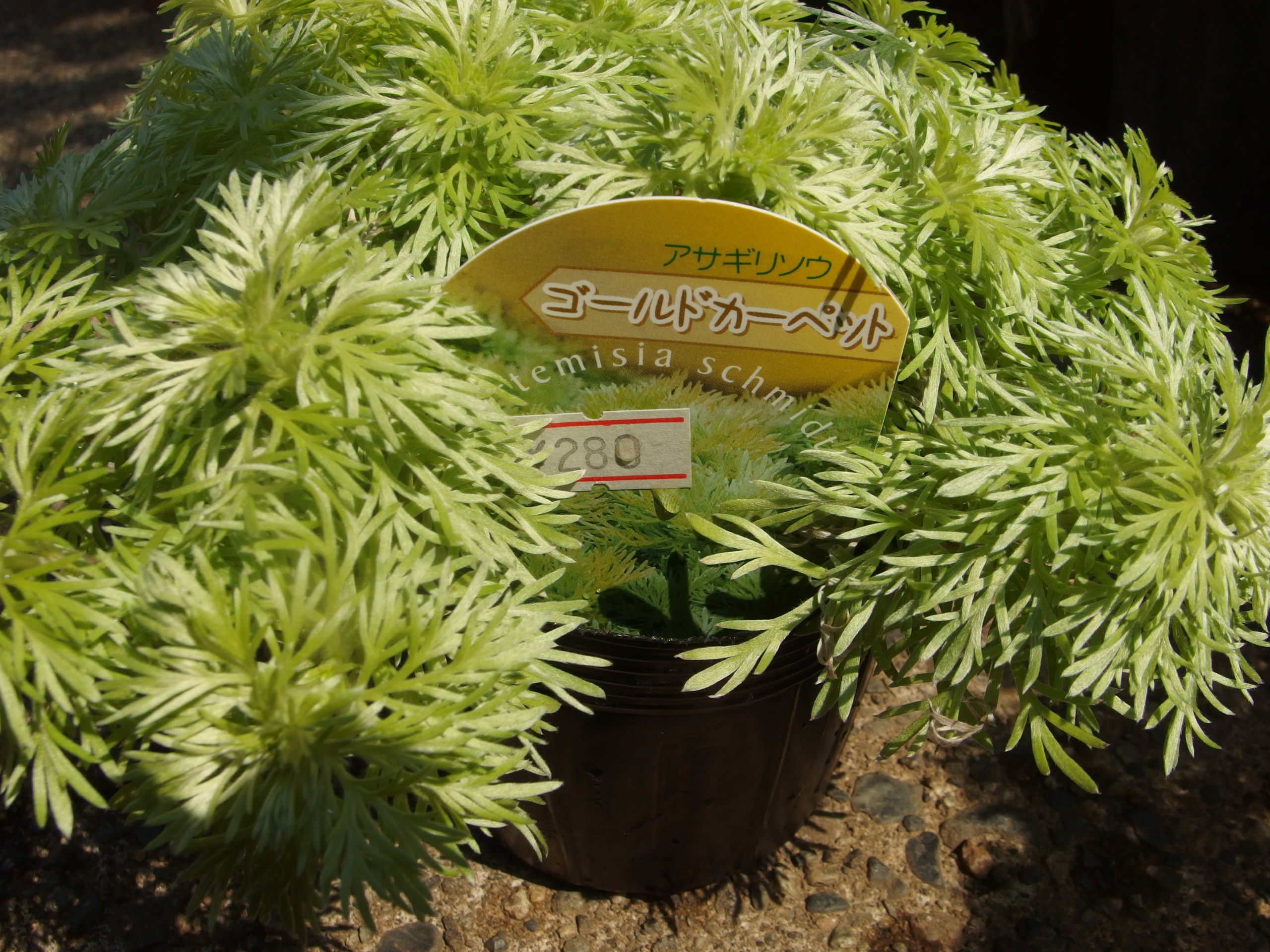 2015-06-24 08.33.52.jpg