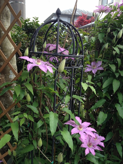 IMG_6935 (480x640).jpg