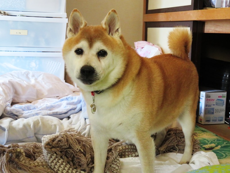 5けんた1.jpg