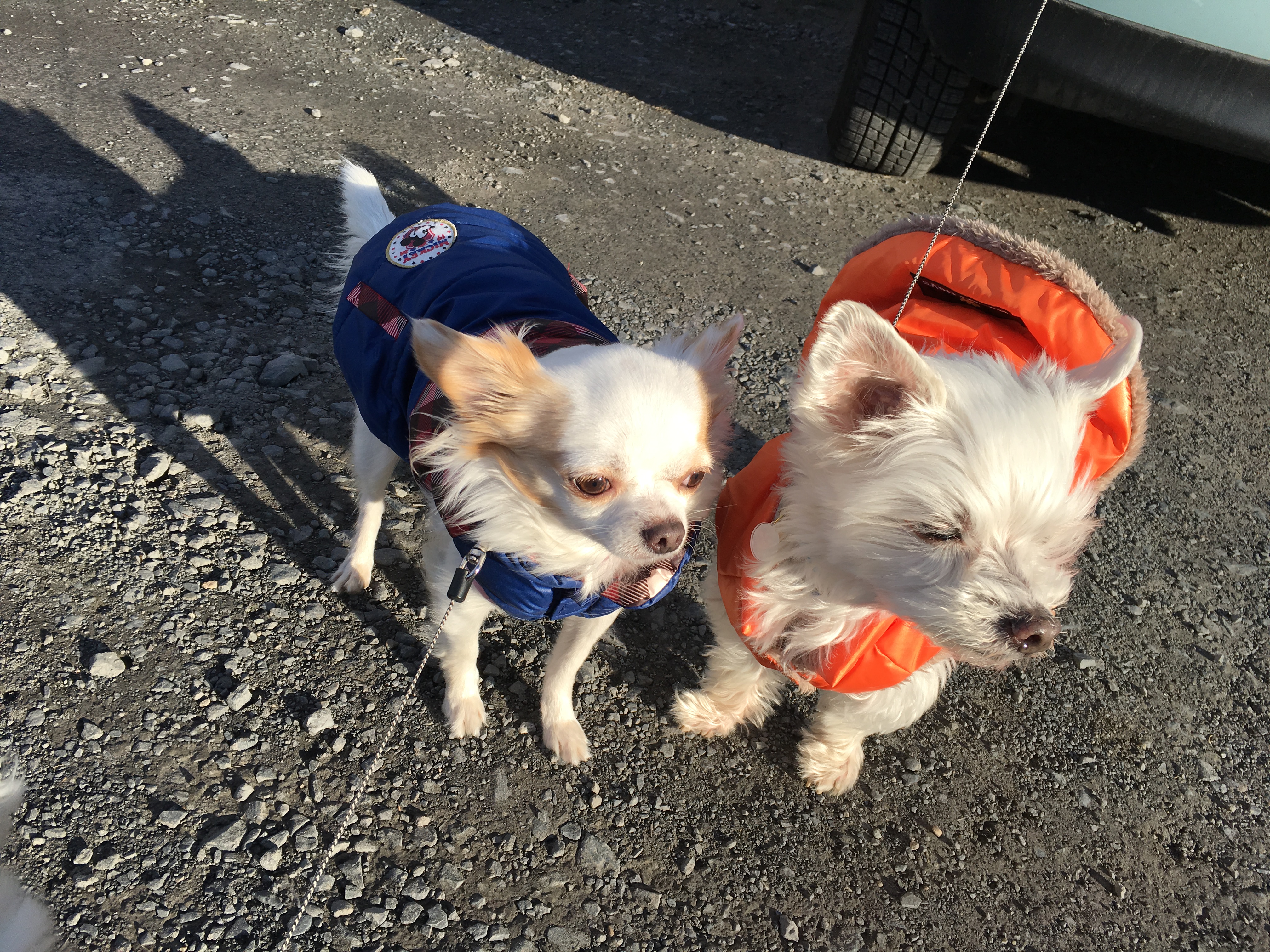 201601242052_8059_iphone.jpg