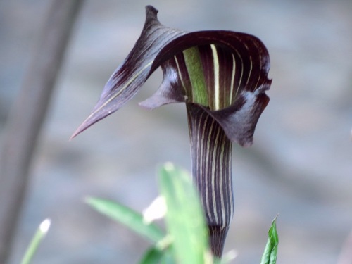 肉穂花序の周りに仏炎苞があるなどのサトイモ科の植物の特徴 自然観察の振返り 17 サトイモ科の植物 第1回 しろうと自然科学者の自然観察日記 楽天ブログ