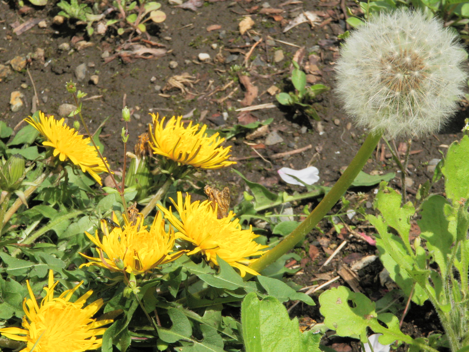 たんぽぽ.JPG