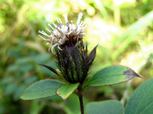 オケラの花 気仙沼大島での秋の植物観察 その10 しろうと自然科学者の自然観察日記 楽天ブログ