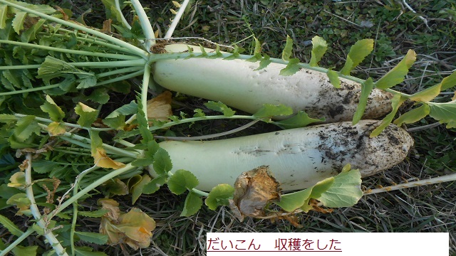たいこん.JPG