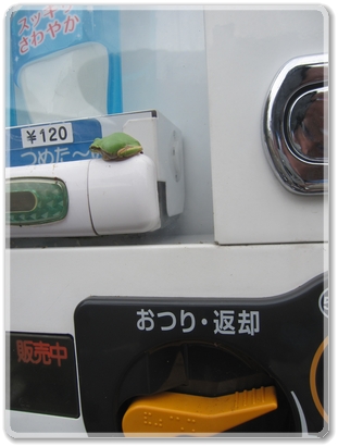0738自販機とモリアオガエル_0738.jpg