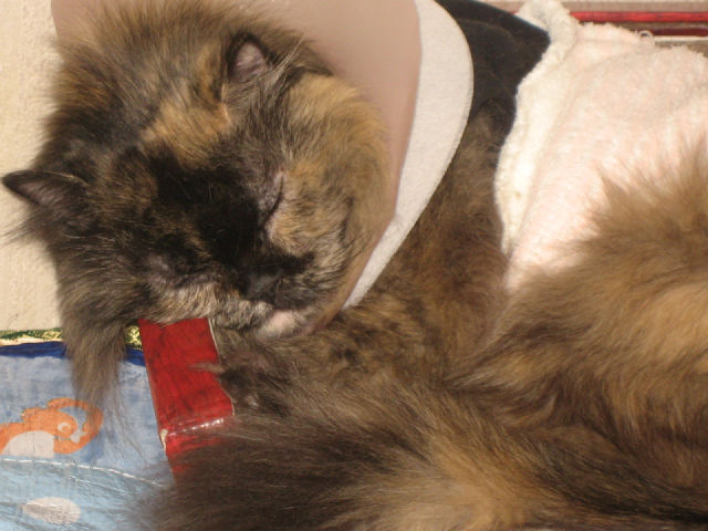 260113kiki2.jpg
