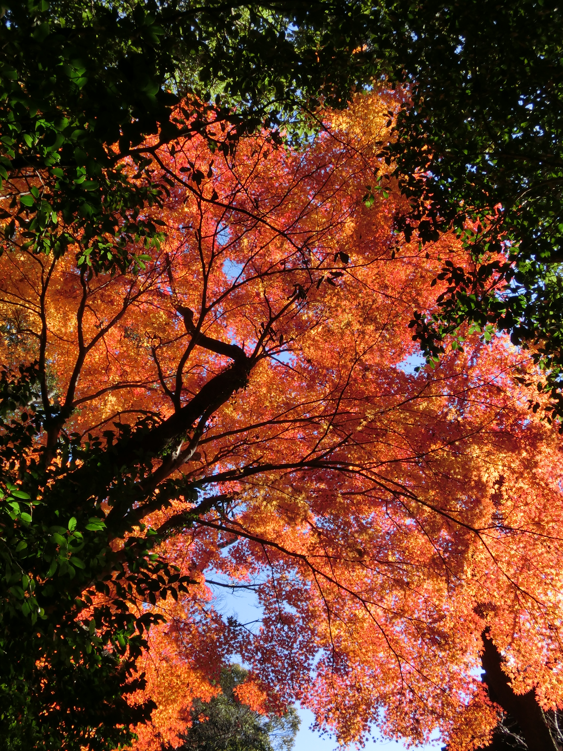 寂光院~鳩吹山 022.JPG