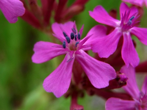 食虫植物ではなく花の蜜を盗むアリがよじ登ってくるのを妨げるムシトリナデシコの花 団地周辺で見かける帰化植物 その18 しろうと自然科学者の自然観察日記 楽天ブログ