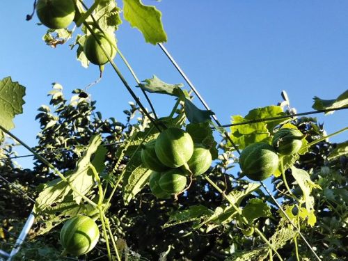 提灯葛（名前不明）2018