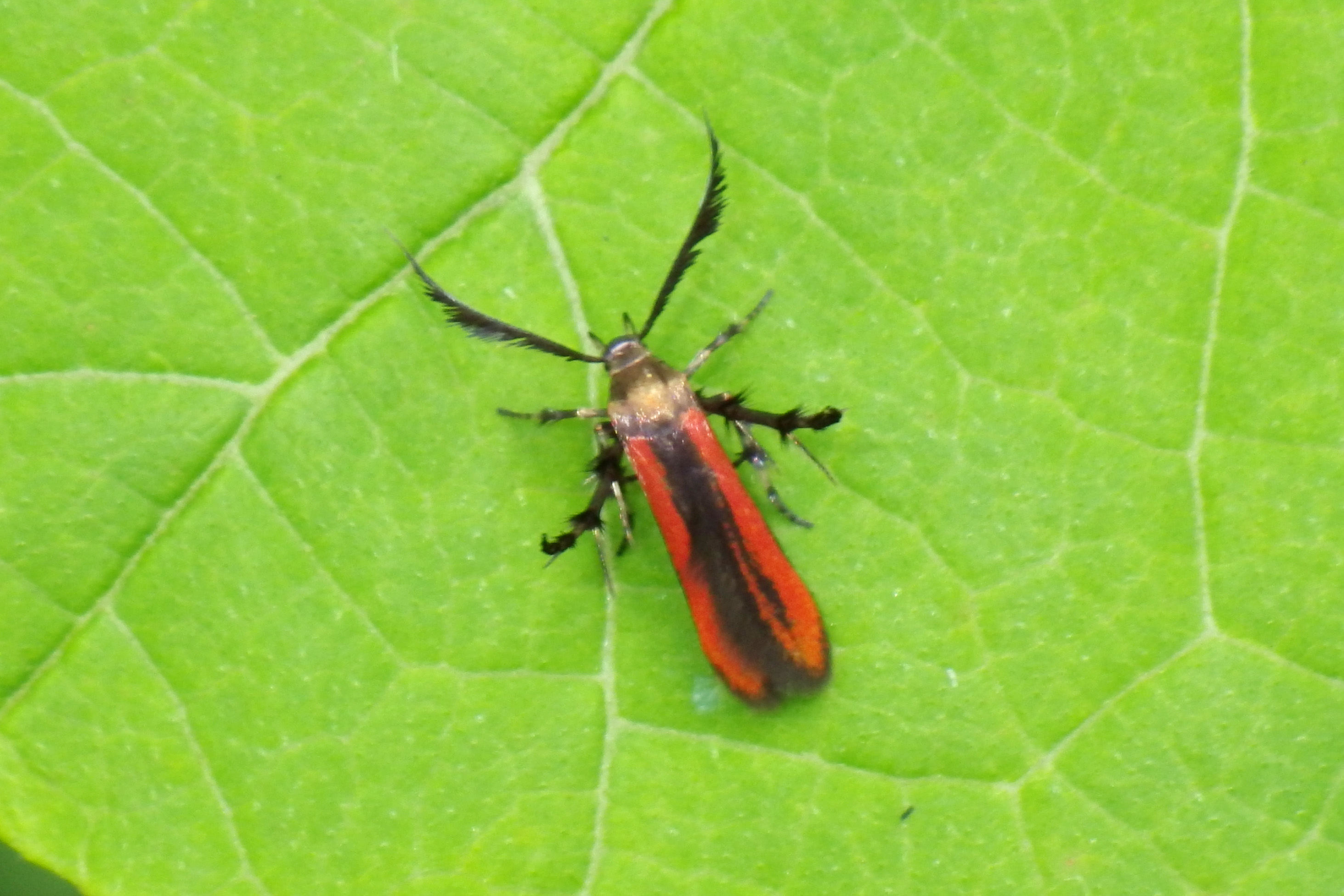 セグロベニトゲアシガ