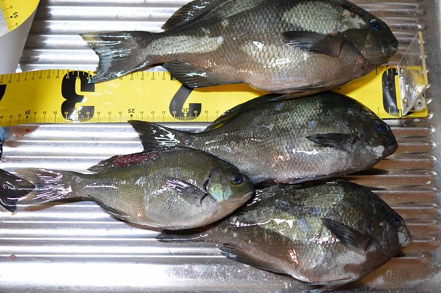 showPhoto (640×426)