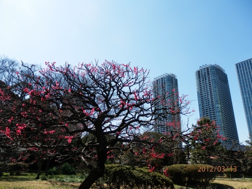 P3130047a東京浜離宮2012.JPG