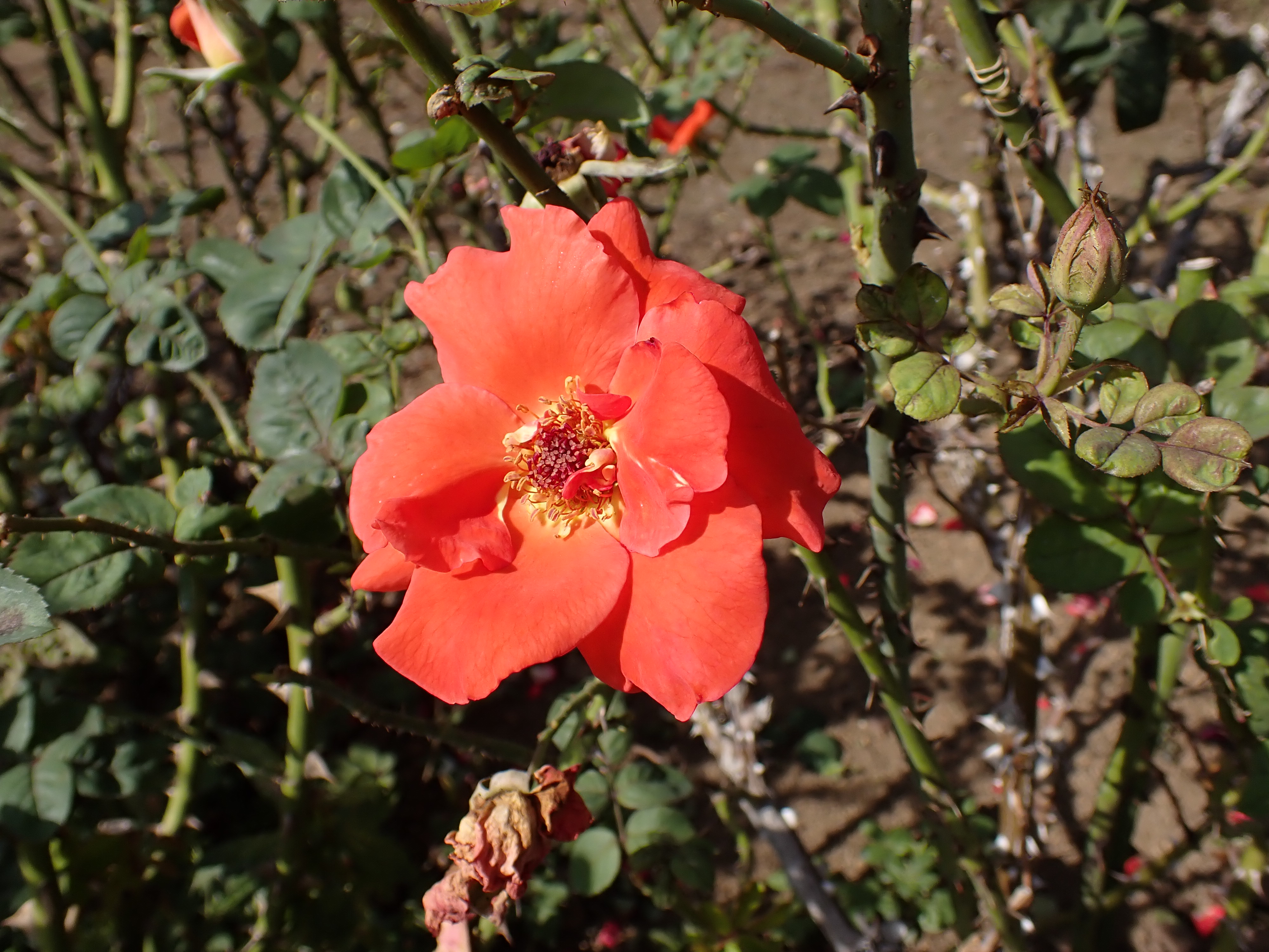 _A070041.JPG
