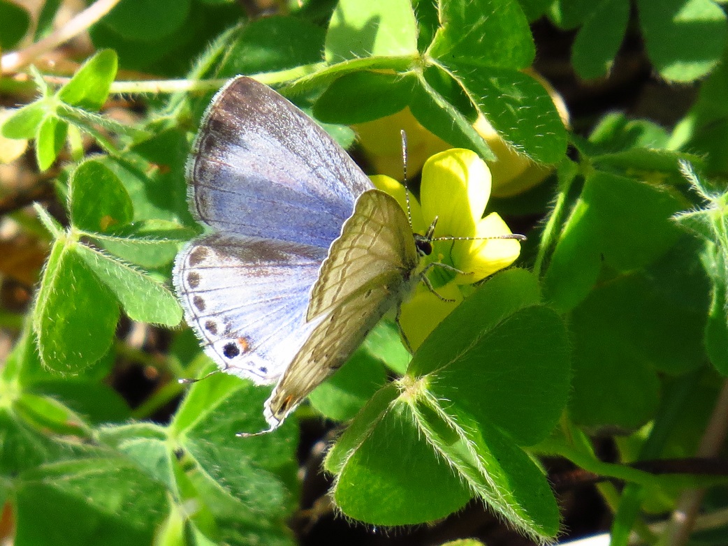 ツバメシジミ5124.jpg