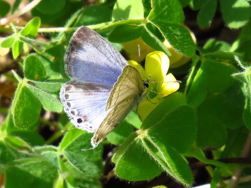 ツバメシジミ5124.jpg