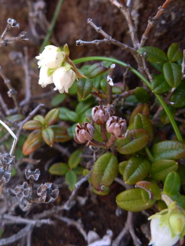 浅間外輪山の花7.jpg