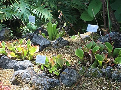 京都府立植物園ﾍﾘｱﾝﾌｫﾗ.jpg