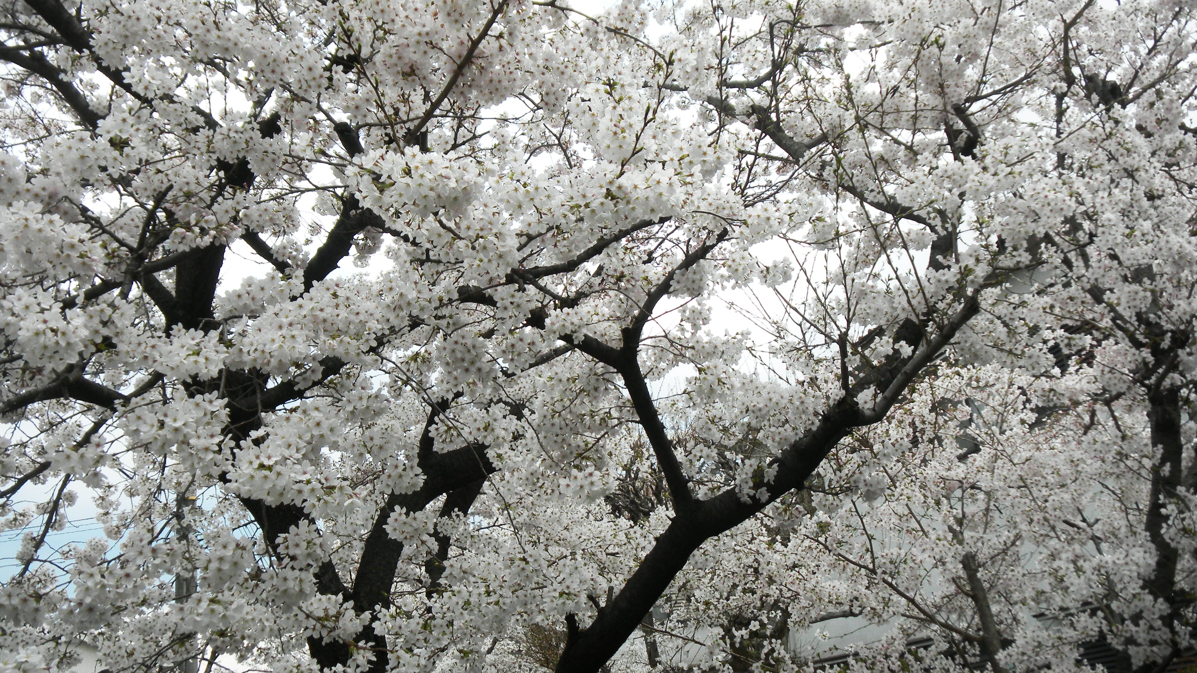 桜 (2).JPG