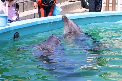 ドルフィンセンター (3).JPG