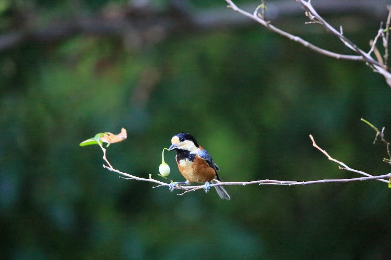 3E1A80402014ヤマガラ.JPG