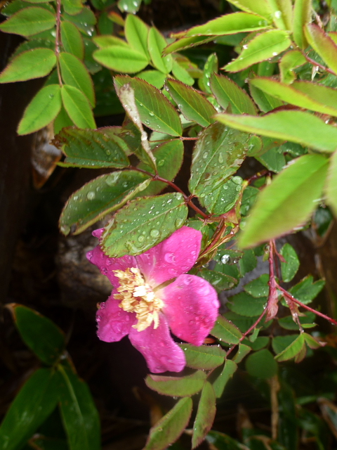 至仏山の花4.jpg