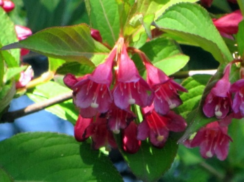 枝先や葉腋に濃紅色の漏斗形の花を下向きにつけるヤブウツギの花 5月末の静岡県富士宮市 田貫湖周辺での自然観察 その 最終回 しろうと自然科学者の自然観察日記 楽天ブログ