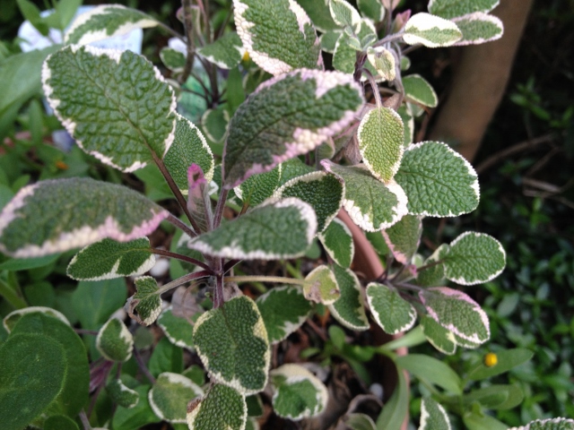 IMG_6903 (640x480).jpg