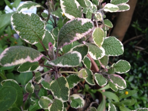 IMG_6903 (640x480).jpg