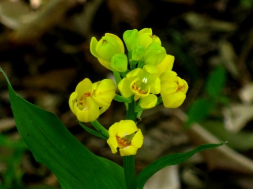 キンランの花 花言葉は 華やかな美人 で 華やかな花の姿から名づけられたのでしょうか しろうと自然科学者の自然観察日記 楽天ブログ