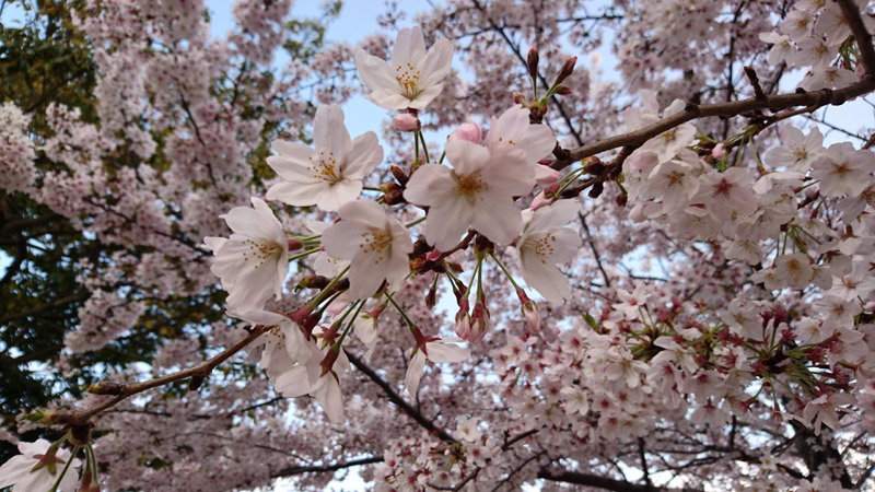 05_0257 800x450.JPG