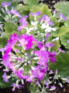 ピンクと白の桜草2018