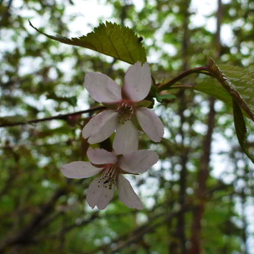 田代山の花1520140524.jpg