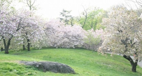 ２０１２桜・ボタニカルガーデン4.jpg