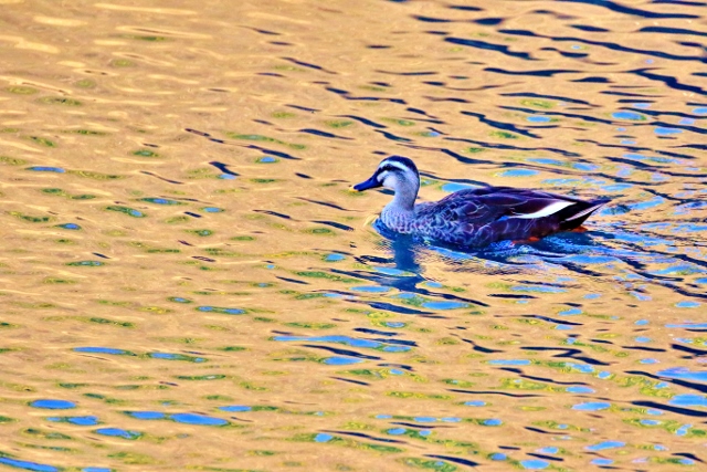 P95A2674 (640x427).jpg