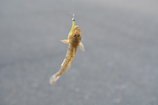 showPhoto (640×426)