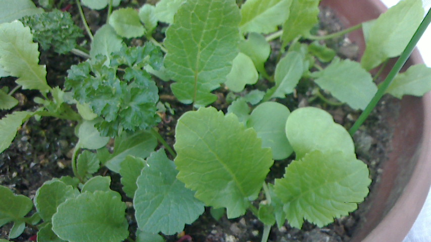 NEC_0237.JPG