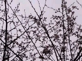 ソメイヨシノ咲き始め2017