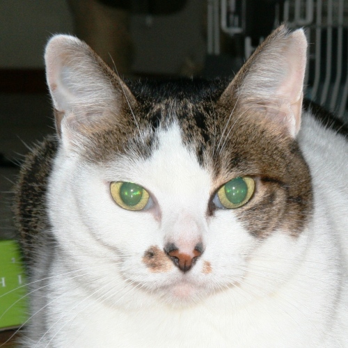 家族紹介用画像フォルダ