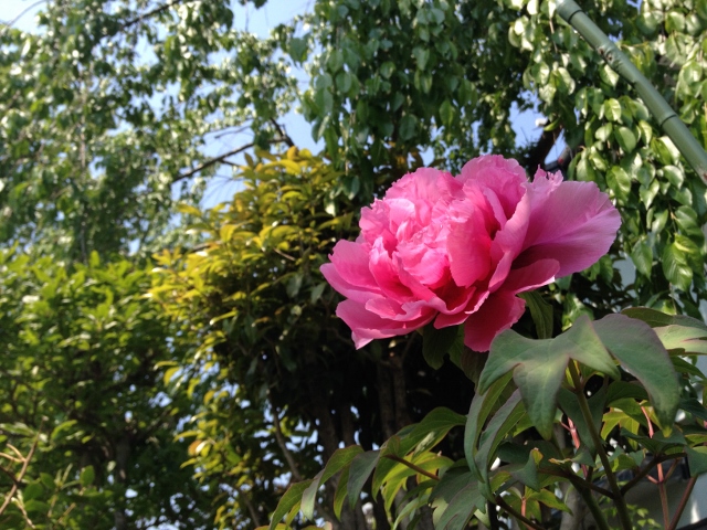 IMG_6982 (640x480).jpg