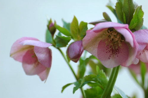 DSC_0877 - コピー.JPG