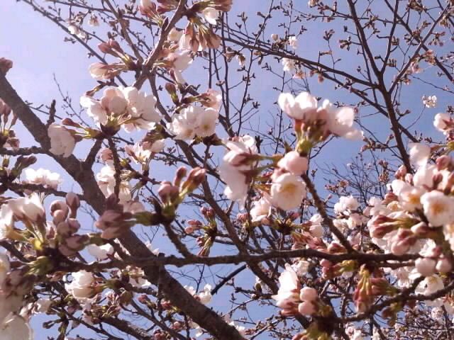 ソメイヨシノ咲き始め2018