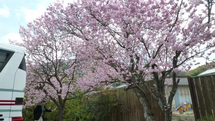 2017.3.9-matuyama-sakura.JPG