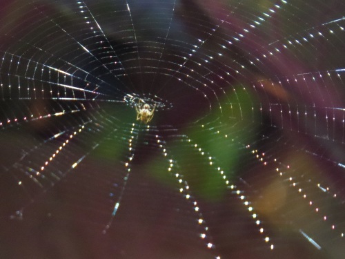 輝くクモの巣6473.jpg