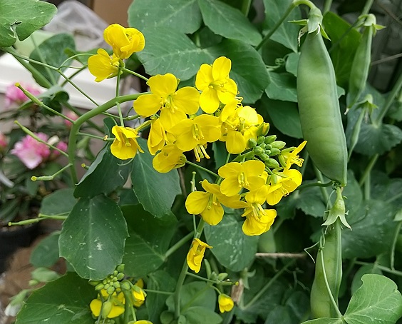 DSC_1814.JPG