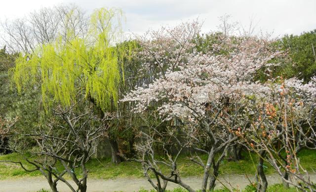柳と桜.JPG