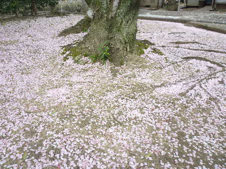 桜散る.JPG