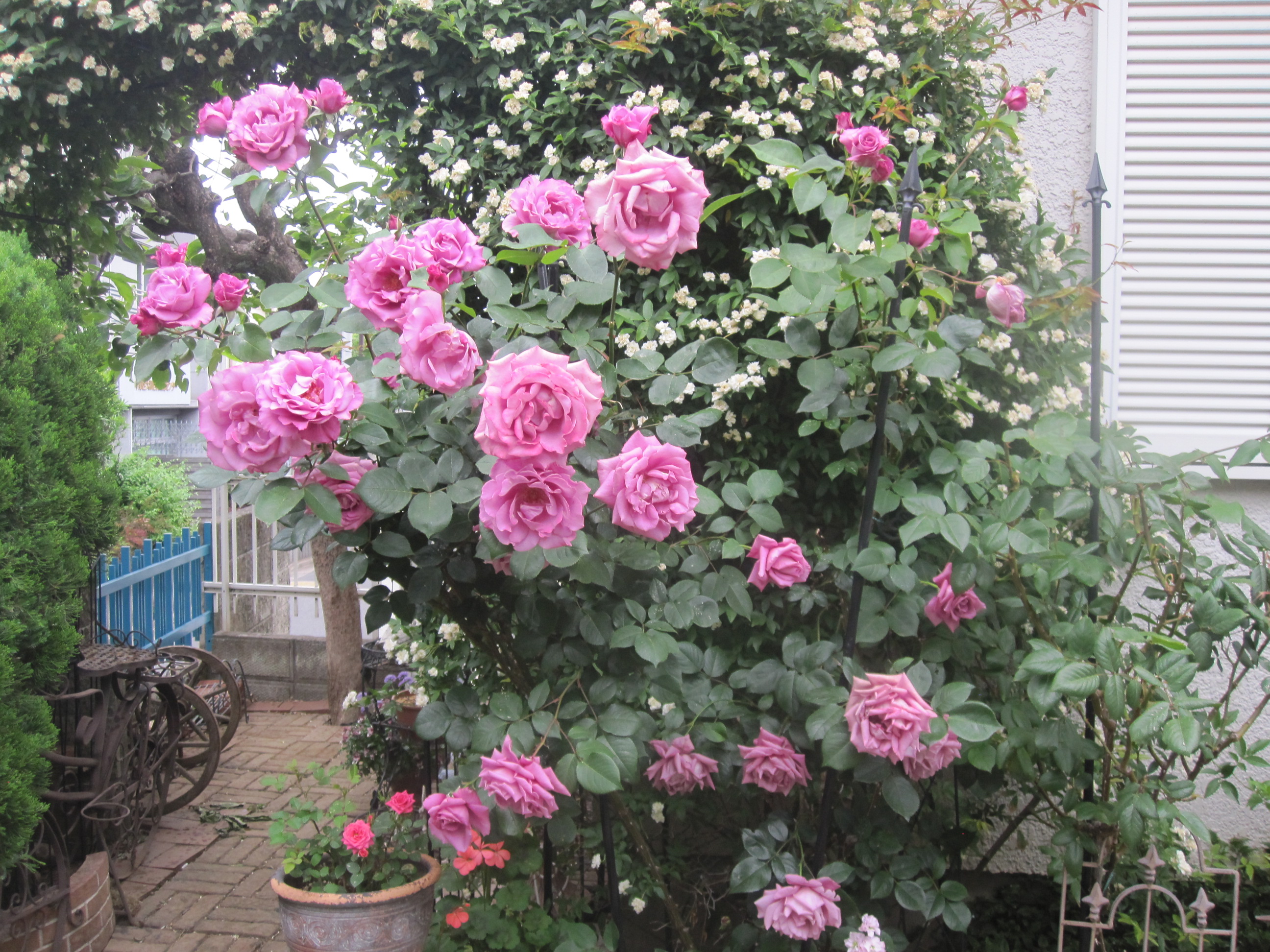 2013-5-11ガーデン薔薇１.JPG