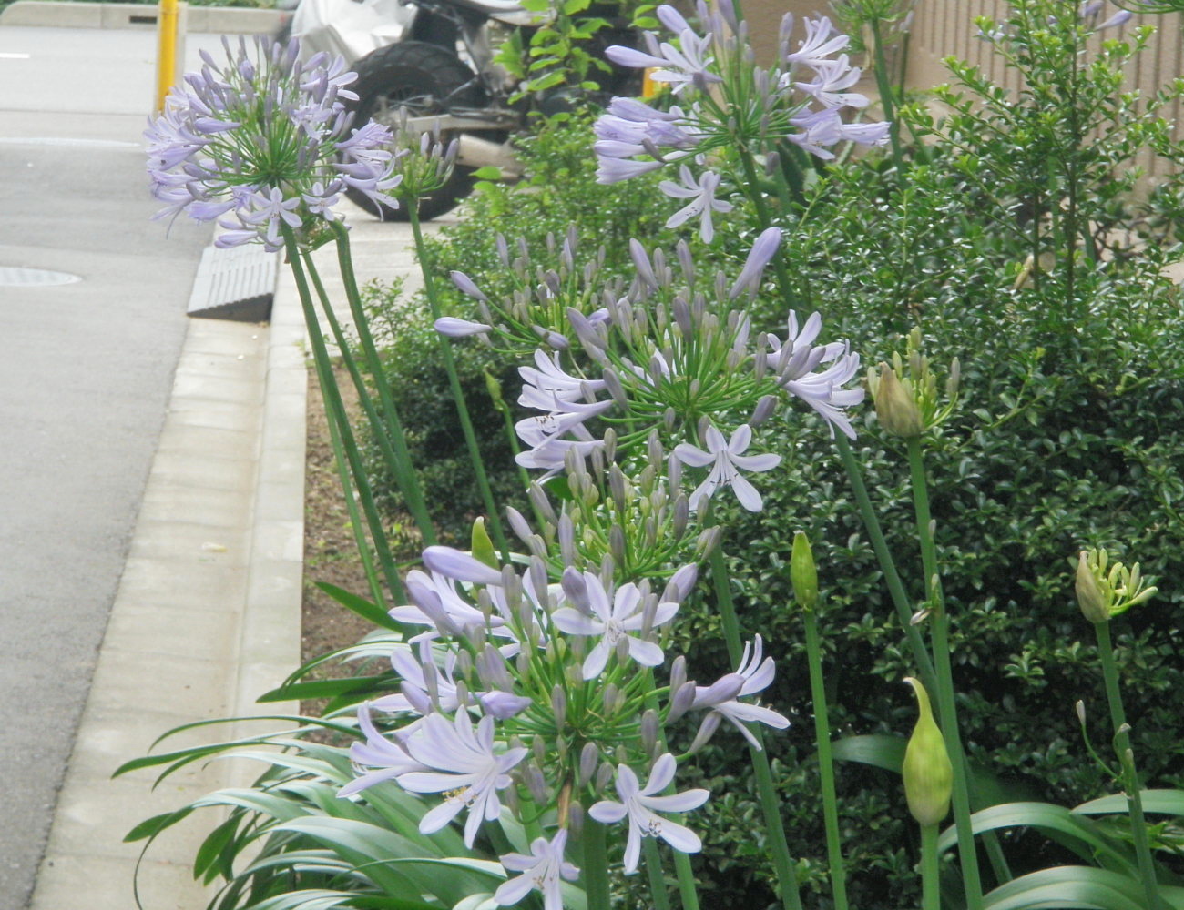 アガパンサス (2).JPG