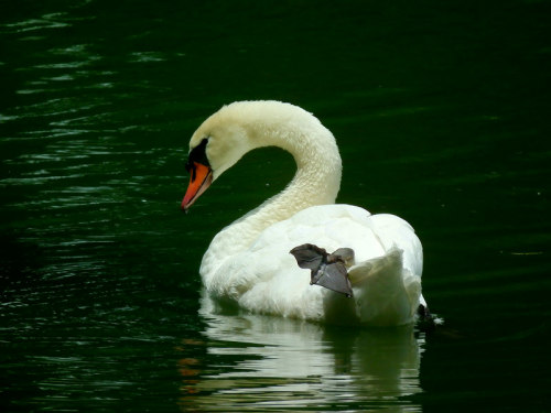 コブハクチョウ 03.jpg